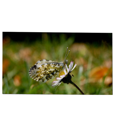 良い値段 LM270WQB-SSA1 27.0インチ LCDスクリーンモジュール 2K 240hz IPS AW2721D オンライン